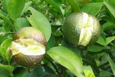 果實(shí)到底為什么會(huì)裂果，原因居然是這些！